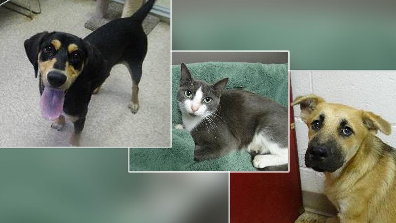 Lillington news | abc11.com