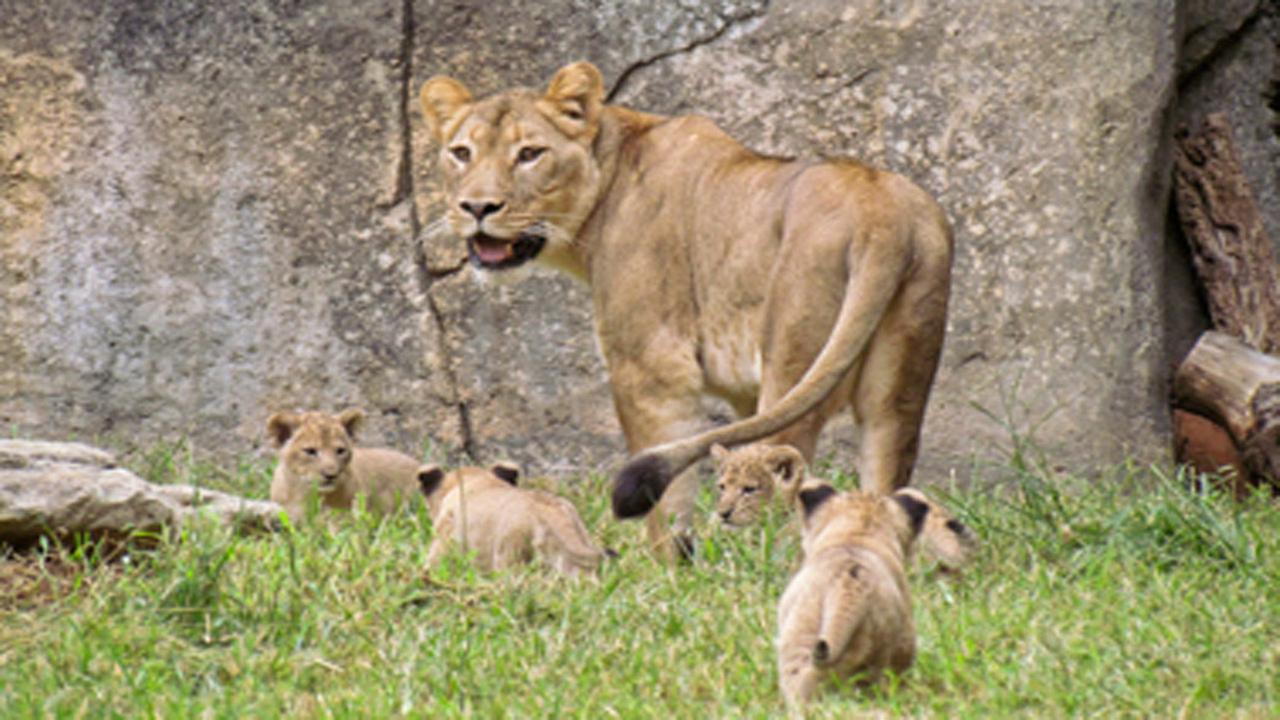 Ice finally melted from walkways, NC Zoo reopens after week