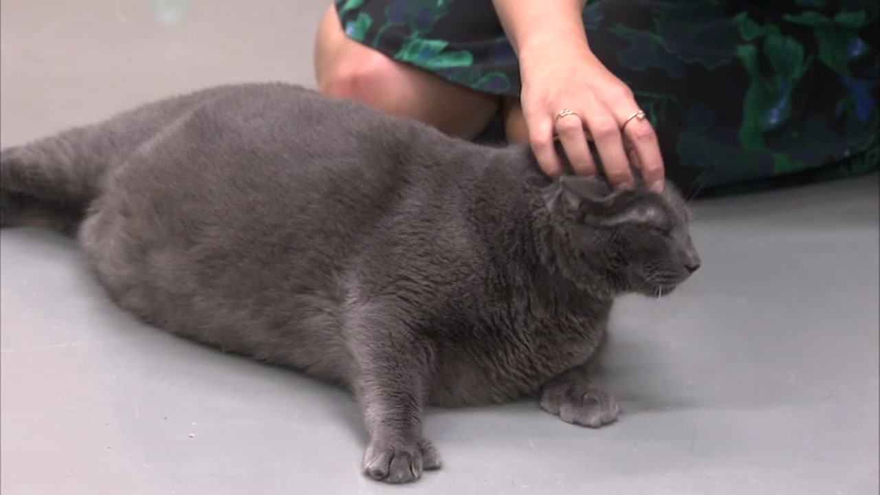 Bruno the fat  cat  adopted by Chicago  couple abc11 com