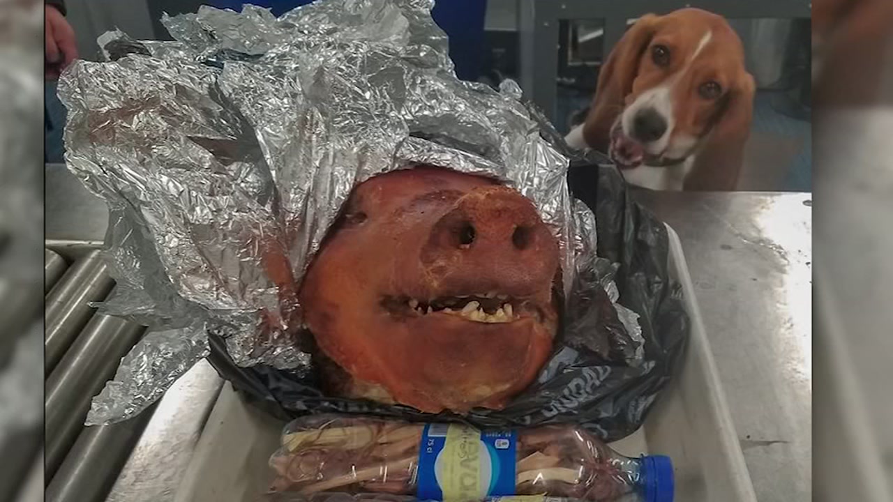 Customs and Border Protection K-9 sniffs out roasted pig in checked bag at Atlan...
