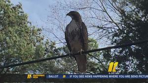 Should N.J. dog lovers panic over reports of hawks attacking pint