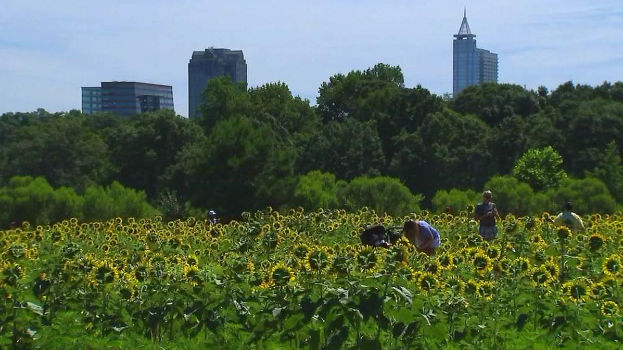 Sunflowers bloom at Dorothea Dix Park, not Neuse River Trail, this year
