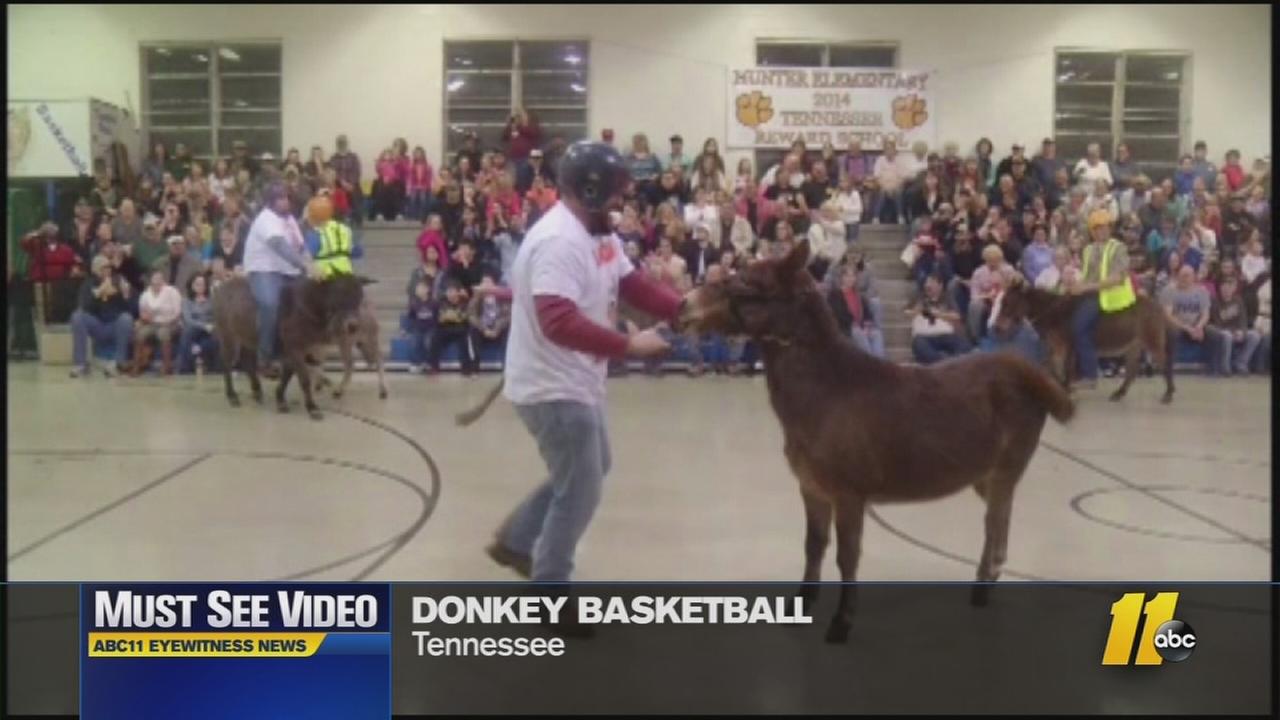 MustSee Videos Donkey basketball for a great cause
