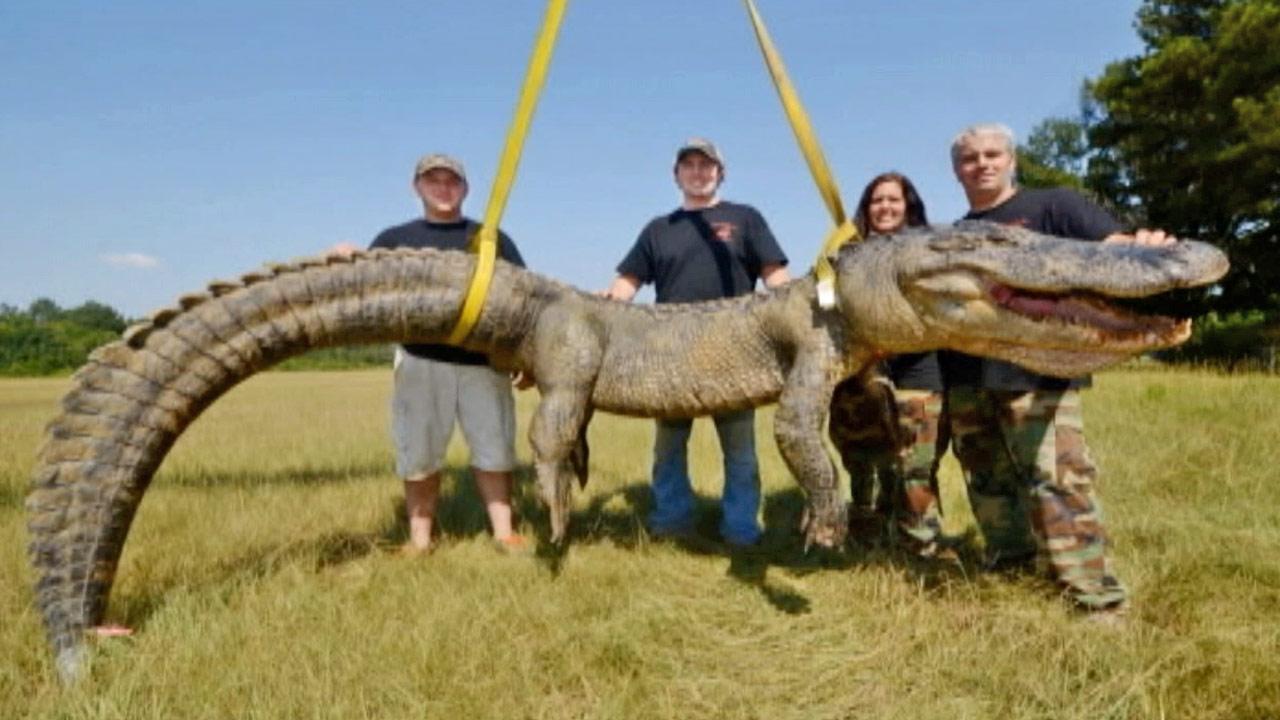 741-pound alligator sets new Mississippi record | abc7.com