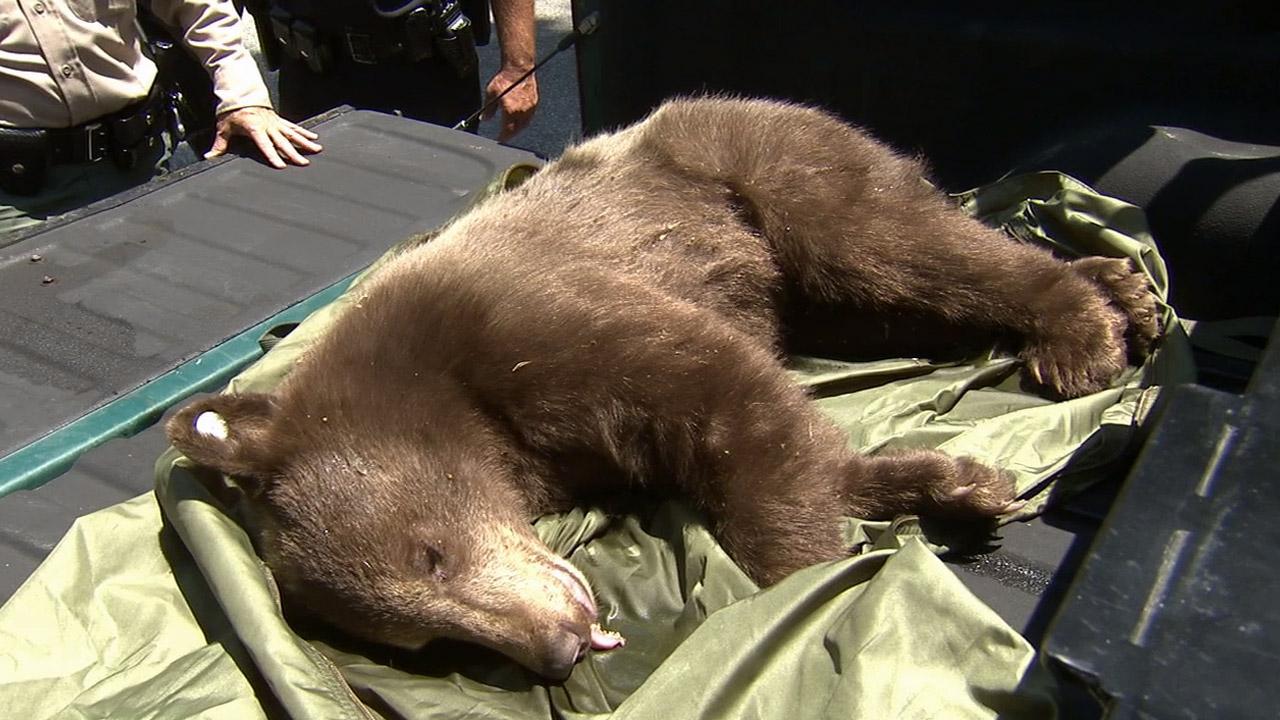 Bear spotted in Sierra Madre neighborhood | abc7.com