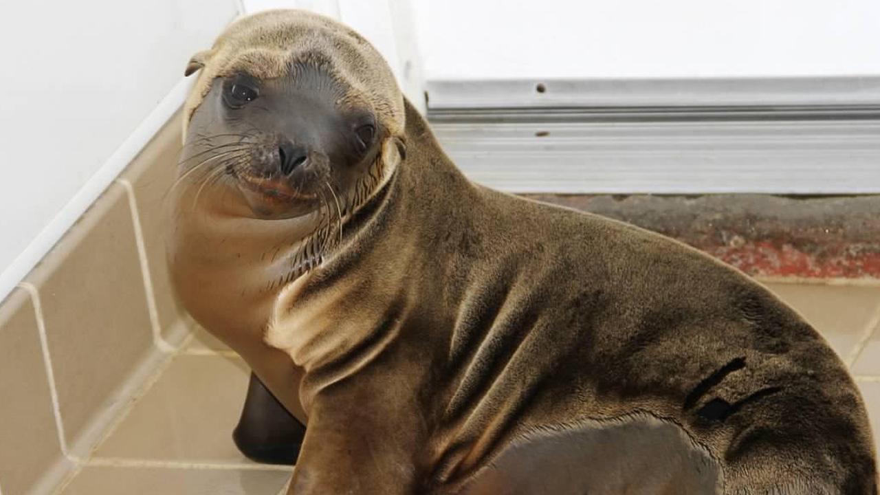 Oc Marine Mammal Center Sees Rise In Stranded Sea Lion Pups Abc7 Oc Marine Mammal Center Sees Rise In Stranded Sea Lion Pups