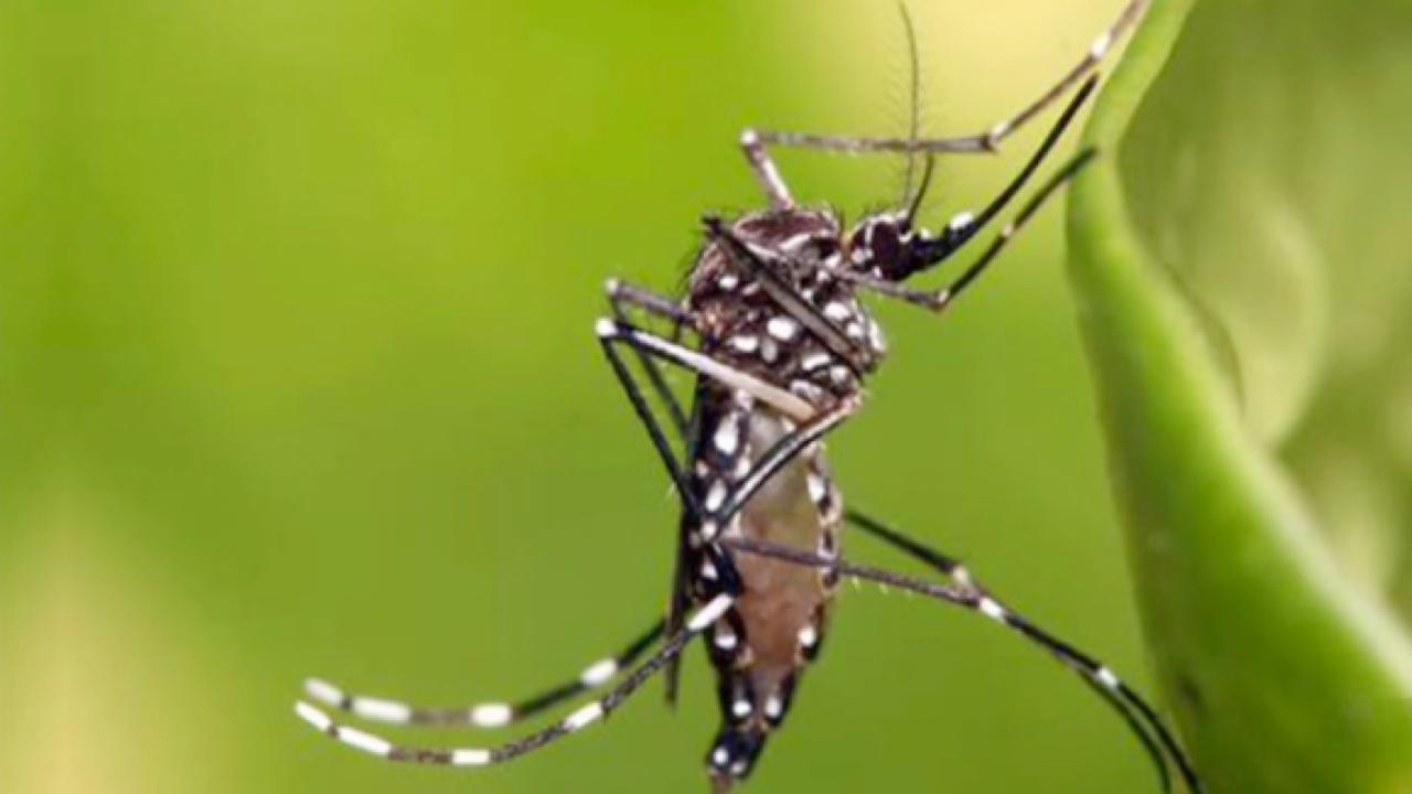 Yellow fever mosquito found in Fresno County
