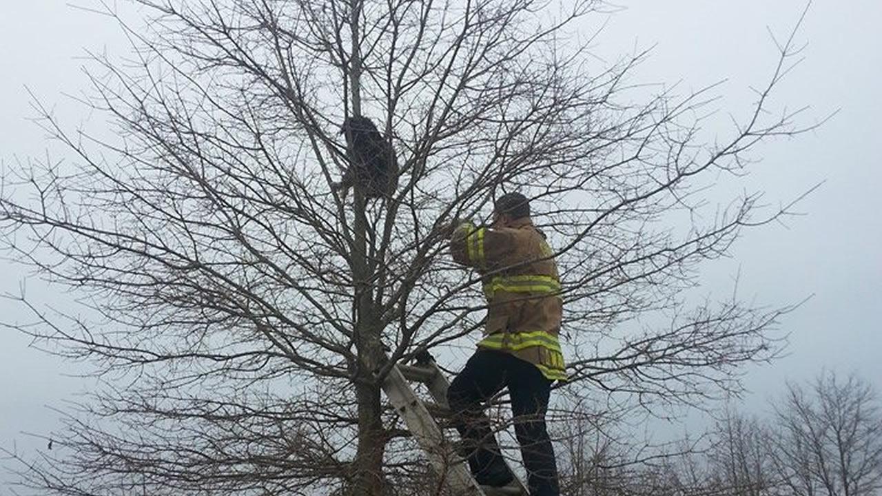 Cat and dog stuck in tree | abc11.com
