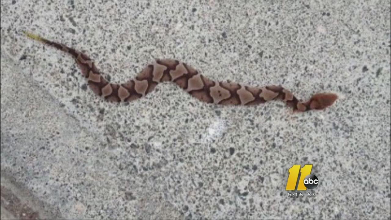 raleigh snake escape raleigh snake escape