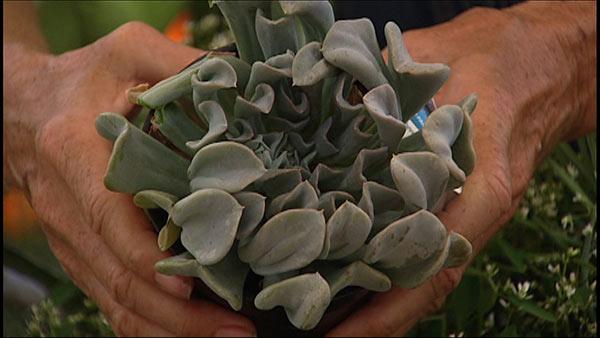 Low-Cost Gardening with Trendy Succulents