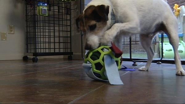 diy dog puzzle toys