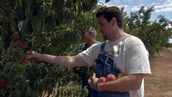 Complete Episode: Picking Peaches for Cooking